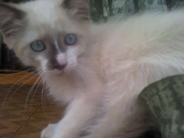 Gato ra a  idade Abaixo de 2 meses nome Tigresa, Chorao