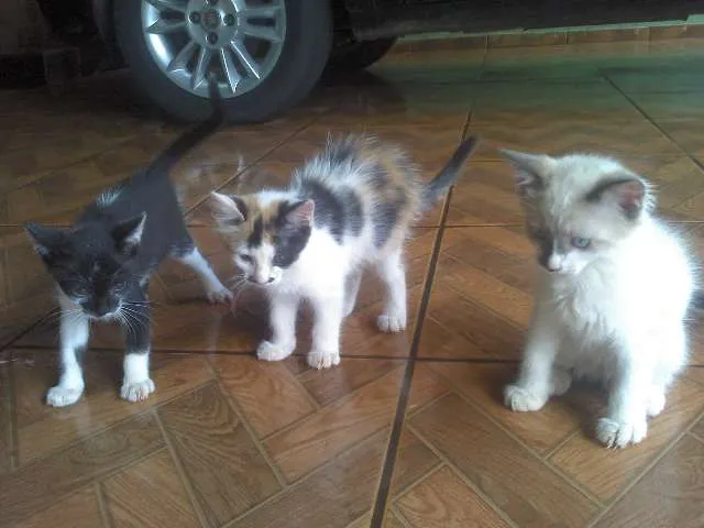 Gato ra a  idade Abaixo de 2 meses nome Tigresa, Chorao