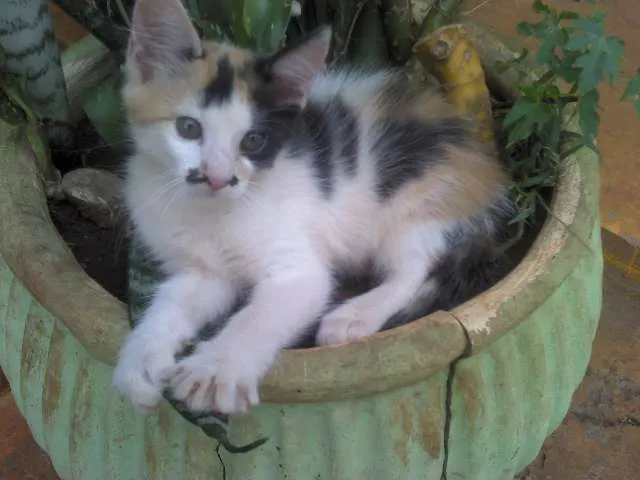 Gato ra a  idade Abaixo de 2 meses nome Tigresa, Chorao