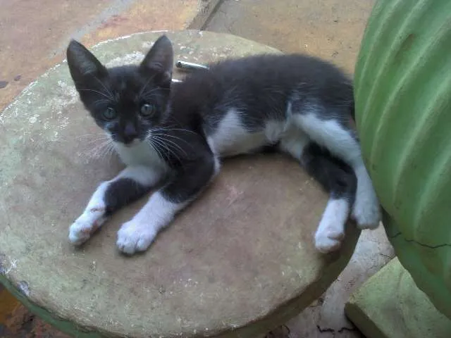 Gato ra a  idade Abaixo de 2 meses nome Tigresa, Chorao