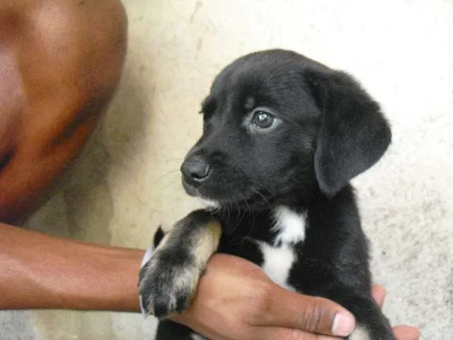 Cachorro ra a SRD idade Abaixo de 2 meses nome indefinido