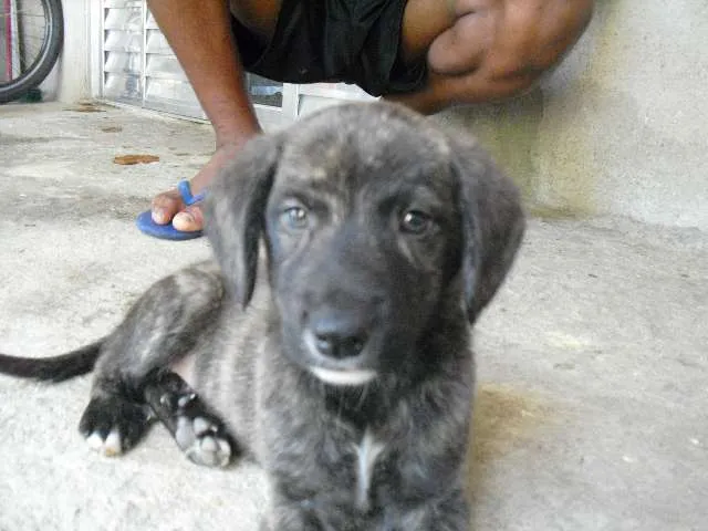 Cachorro ra a SRD idade Abaixo de 2 meses nome indefinido