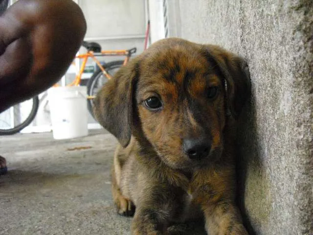 Cachorro ra a SRD idade Abaixo de 2 meses nome indefinido