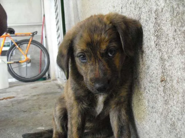 Cachorro ra a SRD idade Abaixo de 2 meses nome indefinido