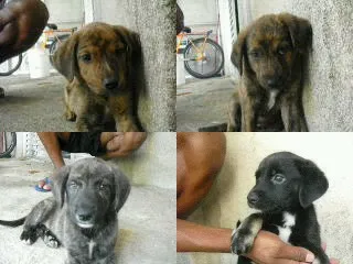 Cachorro ra a SRD idade Abaixo de 2 meses nome indefinido
