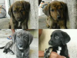 Cachorro ra a SRD idade Abaixo de 2 meses nome indefinido