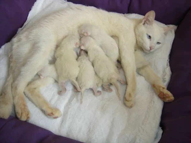 Gato ra a sem raça definida idade Abaixo de 2 meses nome gatinhos