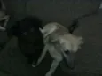 URSINHO