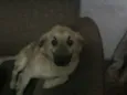 URSINHO