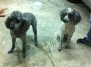 Cachorro raça poodle médio idade 6 ou mais anos nome Belinha e Willy GRA