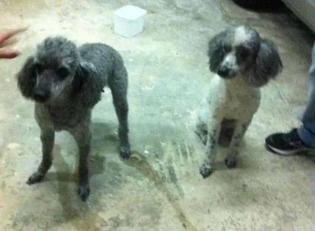 Cachorro ra a poodle médio idade 6 ou mais anos nome Belinha e Willy GRA