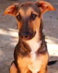 SAPECA