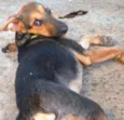 SAPECA