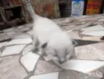 Vàrios