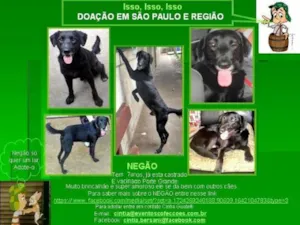 Cachorro raça SRD idade 6 ou mais anos nome NEGÃO