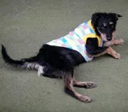 Cachorro ra a SRD idade 6 ou mais anos nome TODDY