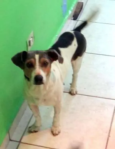 Cachorro ra a SRD idade 4 anos nome CORINTIANO