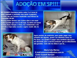 Cachorro raça SRD idade 4 anos nome CORINTIANO
