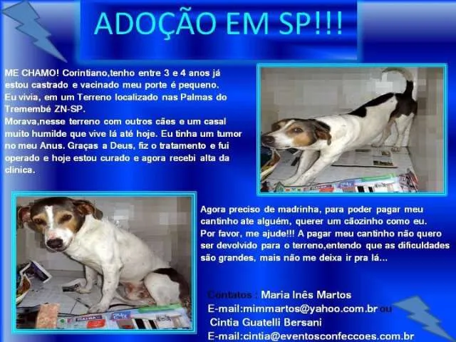 Cachorro ra a SRD idade 4 anos nome CORINTIANO
