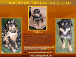 Cachorro raça SRD idade 6 ou mais anos nome TODDY