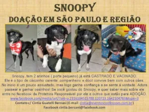 Cachorro raça SRD idade 2 anos nome SNOPPY