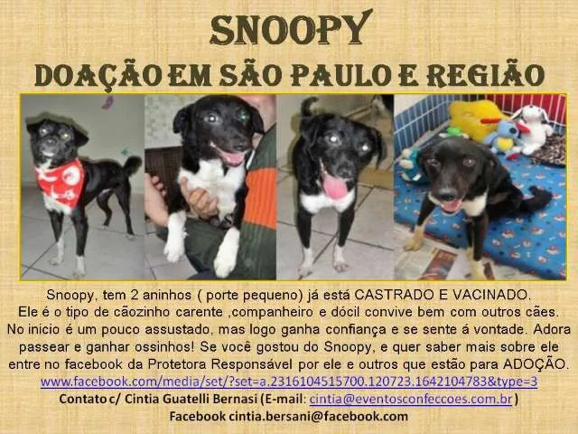 Cachorro ra a SRD idade 2 anos nome SNOPPY