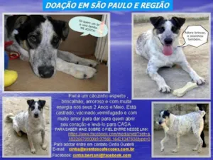 Cachorro raça SRD idade 2 a 6 meses nome FIEL