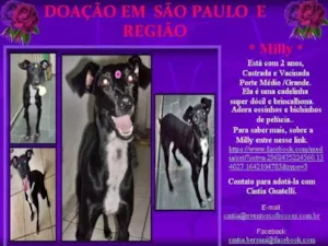 Cachorro raça SRD idade 2 anos nome MILLY