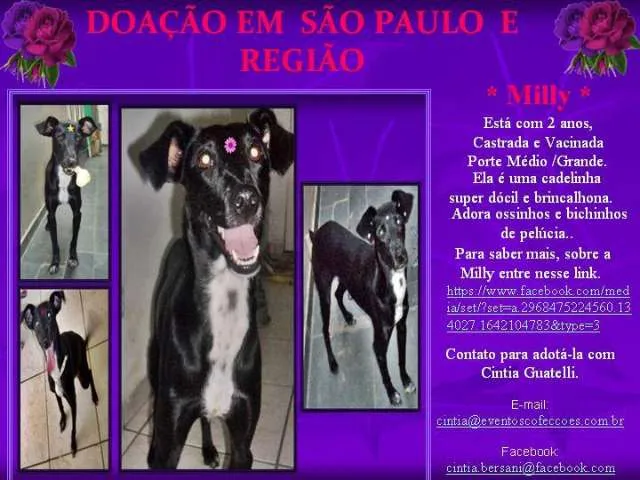 Cachorro ra a SRD idade 2 anos nome MILLY