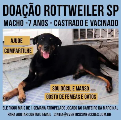 Cachorro ra a Rottweiler idade 6 ou mais anos nome ROT