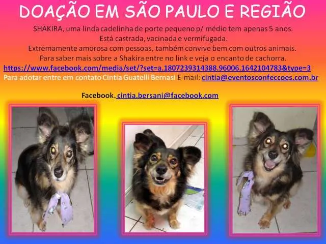 Cachorro ra a SRD idade 6 ou mais anos nome SHAKIRA