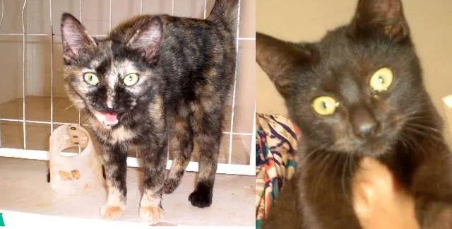 Gato ra a SRD idade 2 a 6 meses nome sem nome