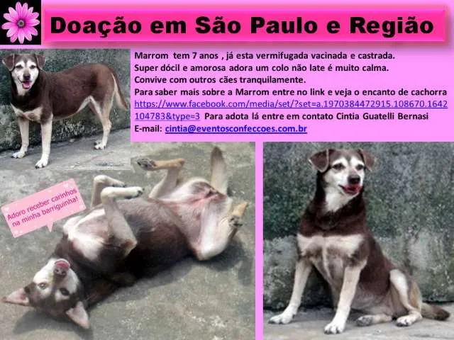 Cachorro ra a SRD idade 6 ou mais anos nome MARROM