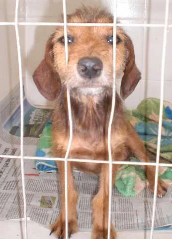 Cachorro ra a SRD idade 7 a 11 meses nome Ritinha