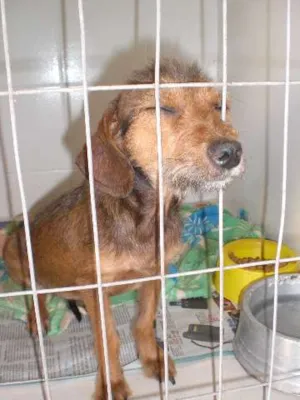 Cachorro raça SRD idade 7 a 11 meses nome Ritinha