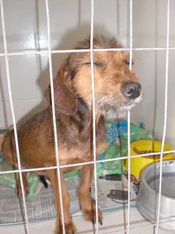 Cachorro ra a SRD idade 7 a 11 meses nome Ritinha