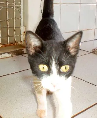 Gato ra a SRD idade 2 a 6 meses nome sem nome