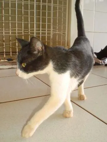 Gato ra a SRD idade 2 a 6 meses nome sem nome