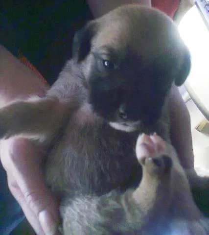Cachorro ra a pitbul com boxer idade Abaixo de 2 meses nome filhotes