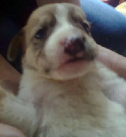 Cachorro ra a pitbul com boxer idade Abaixo de 2 meses nome filhotes