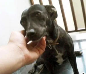 Cachorro raça Vira-lata idade 3 anos nome Nina