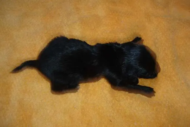 Cachorro ra a Vira-lata idade 2 a 6 meses nome Bóris, Pipoca, Pinduca