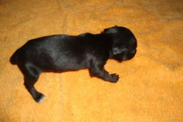 Cachorro ra a Vira-lata idade 2 a 6 meses nome Bóris, Pipoca, Pinduca