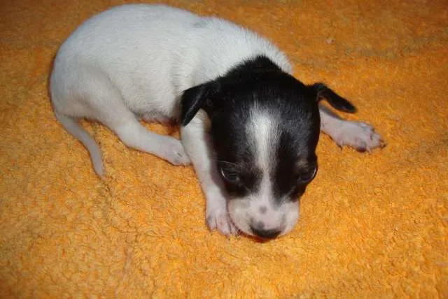 Cachorro ra a Vira-lata idade 2 a 6 meses nome Bóris, Pipoca, Pinduca