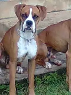 Cachorro raça Boxer idade 3 anos nome Jack e Nero