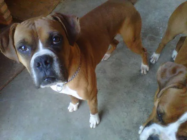 Cachorro raça Boxer idade 3 anos nome Jack e Nero