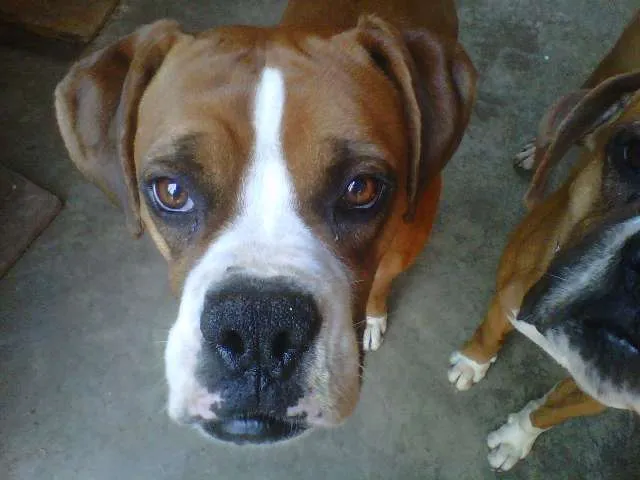 Cachorro raça Boxer idade 3 anos nome Jack e Nero