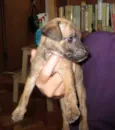 Mico