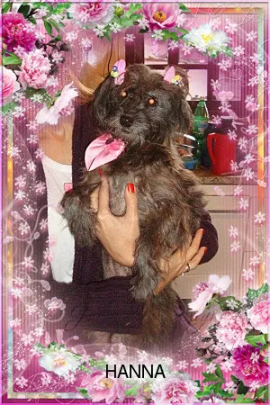 Cachorro ra a srd idade 6 ou mais anos nome hanna