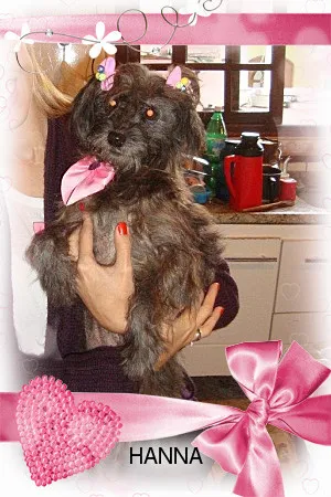 Cachorro ra a srd idade 6 ou mais anos nome hanna